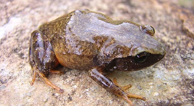 natura Pytanie-Ciekawostka: Od czego pochodzi nazwa żabki Coqui?