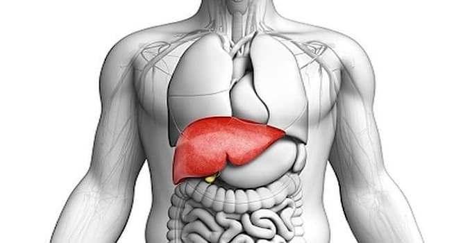 Science Question: Quel organe produit la bile ?