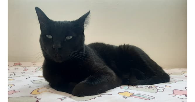 natura Pytanie-Ciekawostka: Jakiego zapachu koty nie znoszą?