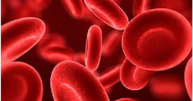 Bilim Trivia Sorusu: İnsan vücudunda demir eksikliği hangi duruma neden olur?