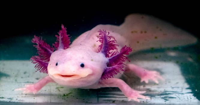 Nature Question: Quelle est la particularité de l'axolotl ?
