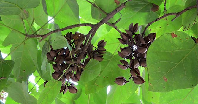 natura Pytanie-Ciekawostka: Ta roślina to Paulownia. Na cześć królowej którego kraju nadano jej nazwę?