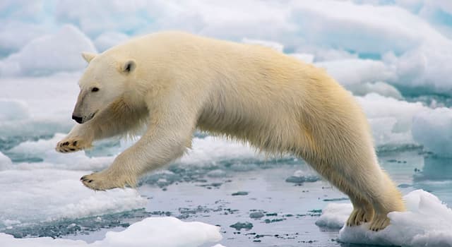 natura Pytanie-Ciekawostka: W środowisku naturalnym nie odnotowano przypadku zjedzenia pingwina przez niedźwiedzia polarnego. Dlaczego?