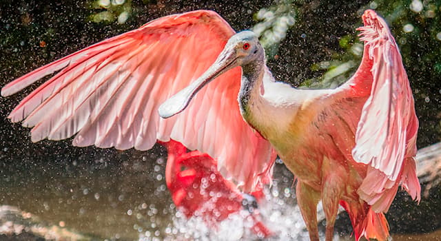 Nature Question: Quel type d'oiseau est la spatule rosée ?