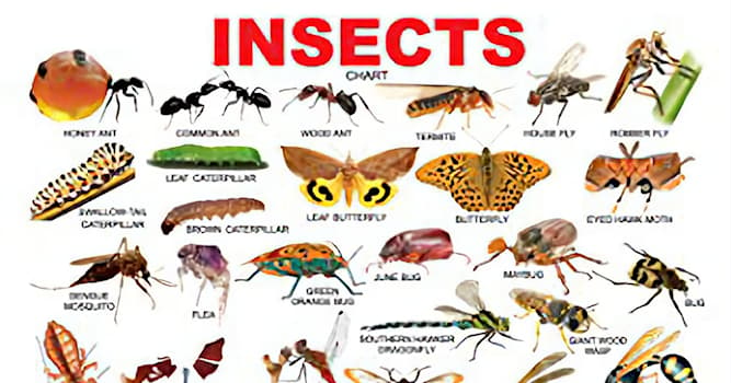 Natura Domande: Quale insetto può girare la testa di 180°?