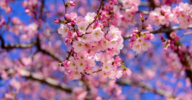 Cultura Domande: Qual è il fiore nazionale del Giappone?