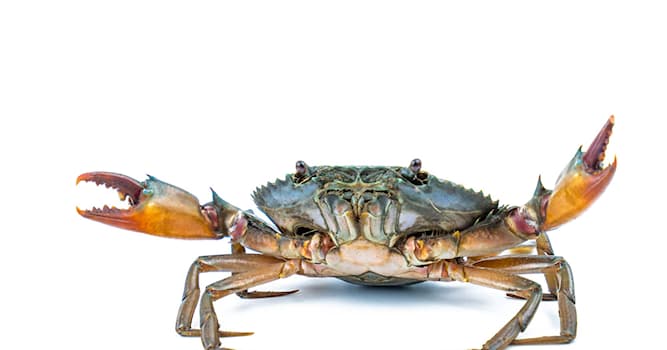 Nature Question: Avec ses dix pattes, à quel ordre de crustacés le crabe appartient-il ?