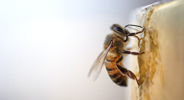 Natura Domande: Le api vivono in quale struttura?