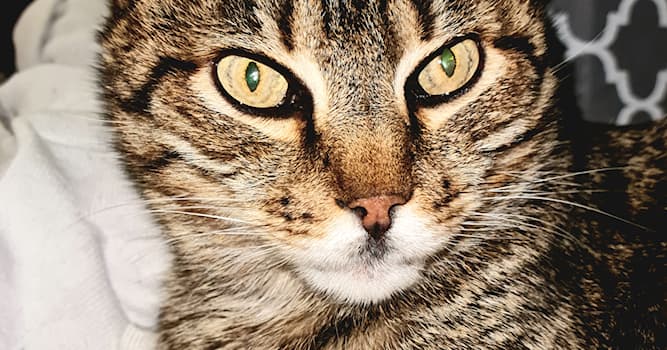 Cultura Domande: Come si chiama la paura ossessiva dei gatti?