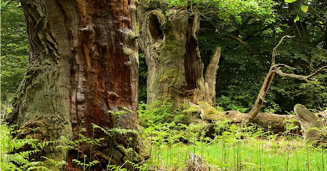 Nature Question: Comment appelle-t-on une forêt où prédomine le hêtre ?