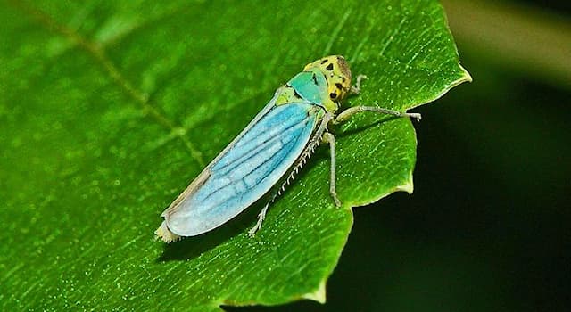 natura Pytanie-Ciekawostka: Jak nazywa się ten pluskwiak z rodziny skoczkowatych?