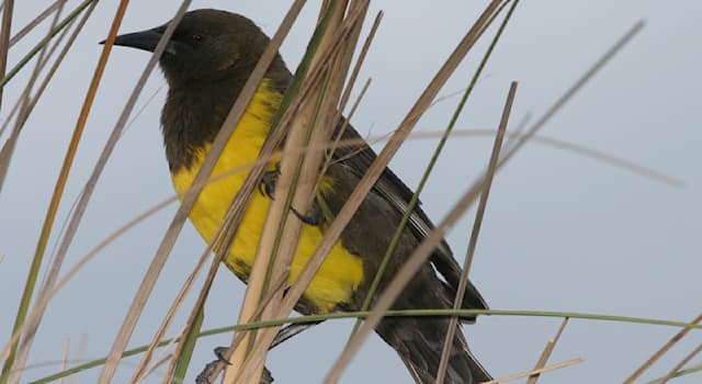 Nature Question: Comment s’appelle cette espèce d'oiseau d'Amérique du Sud de la famille des ictéridés ?