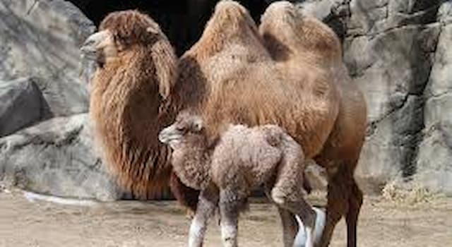 Nature Question: Comment s’appelle le petit du chameau ?