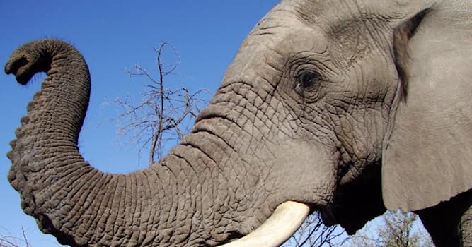 natura Pytanie-Ciekawostka: Które z poniższych działań może wykonać słoń?