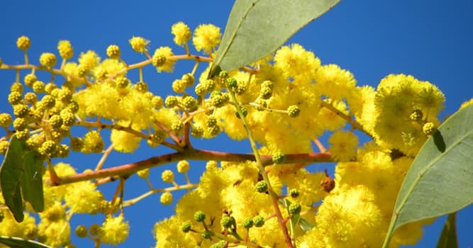 Sociedad Pregunta Trivia: ¿Cuál es la flor nacional de Australia?