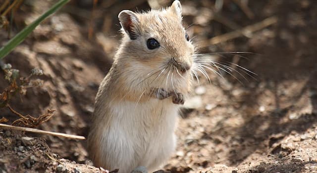 natura Pytanie-Ciekawostka: Czym jest gryzoń na zdjęciu?