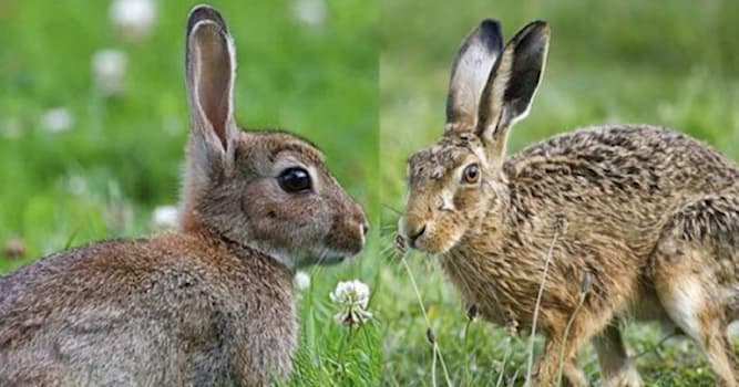 Natura Domande: Di quale ordine di mammiferi fanno parte lepri e conigli?