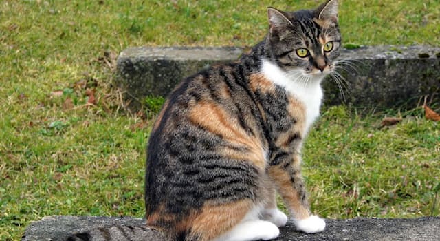 Naturaleza Pregunta Trivia: ¿El gato común europeo es una raza de gato originaria de qué territorio?
