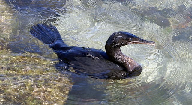 natura Pytanie-Ciekawostka: Endemitem którego archipelagu jest jedyny znany kormoran nielotny?