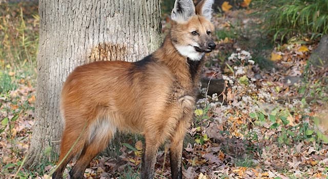 natura Pytanie-Ciekawostka: Gdzie żyją wilki grzywiaste?