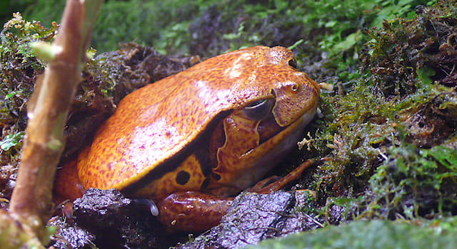 natura Pytanie-Ciekawostka: Gdzie żyje żaba pomidorowa?