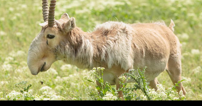 Natuur Trivia Vraag: Hoe heet dit dier?