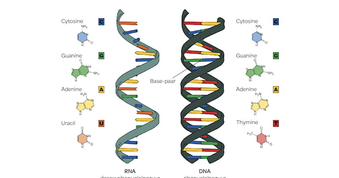 Wetenschap Trivia Vraag: Hoe wordt een variant van een gen genoemd?