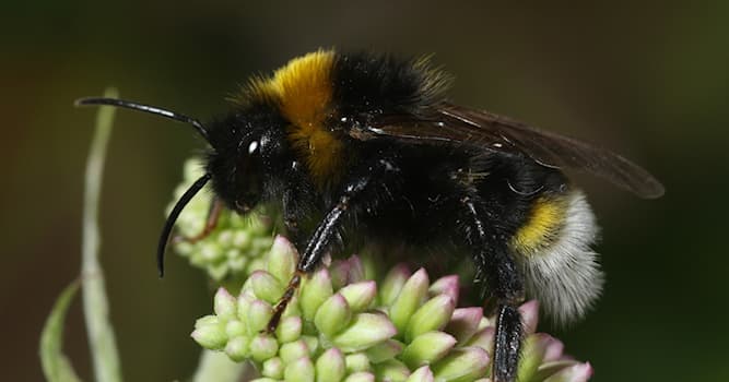 Natuur Trivia Vraag: Hoe zorgt een koekoekshommel voor haar nageslacht?