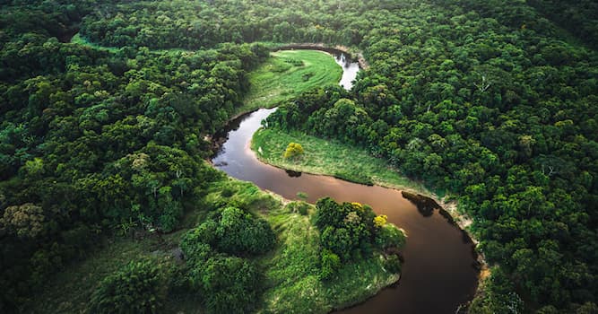 Natuur Trivia Vraag: Hoeveel bomen staan er in het Amazonebos?