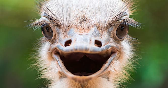 Natuur Trivia Vraag: Hoeveel tenen heeft een struisvogel?