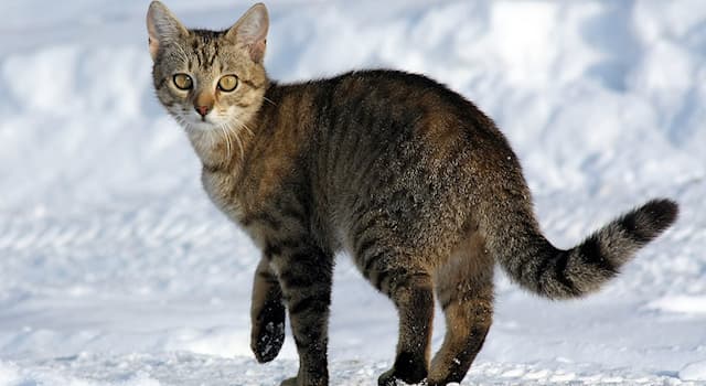 natura Pytanie-Ciekawostka: Ile palców mają koty?