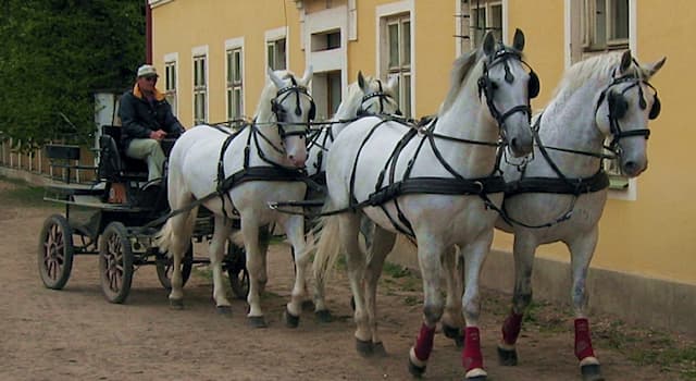 natura Pytanie-Ciekawostka: Jak nazywa się najstarsza czeska rasa koni domowych?