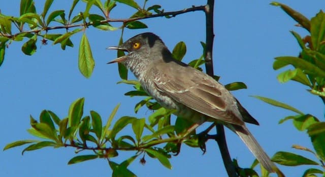 natura Pytanie-Ciekawostka: Jak nazywa się największy gatunek ptaka z rodziny pokrzewek?