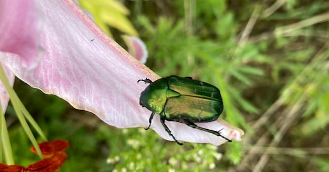 natura Pytanie-Ciekawostka: Jak nazywa się owad przedstawiony na zdjęciu?