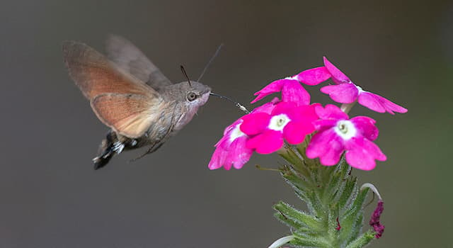 natura Pytanie-Ciekawostka: Jak nazywa się ten charakterystyczny motyl, który zachowaniem przypomina kolibra?