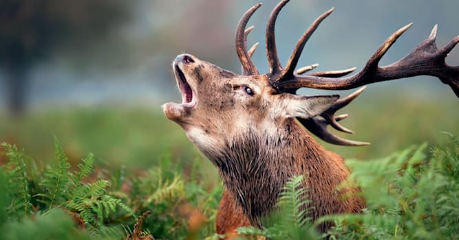 natura Pytanie-Ciekawostka: Jak się nazywa samiec jelenia?