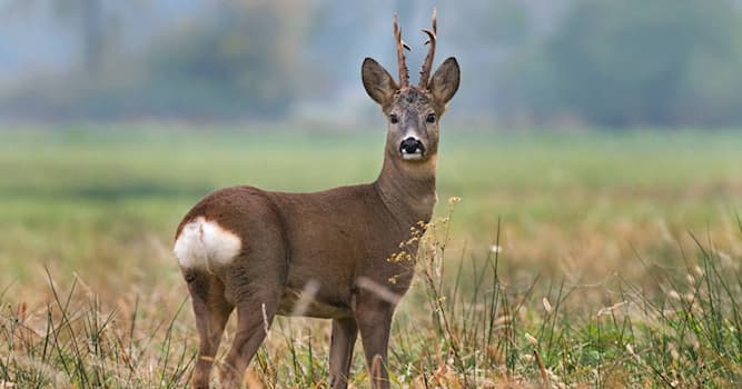 natura Pytanie-Ciekawostka: Jak się nazywa samiec sarny?