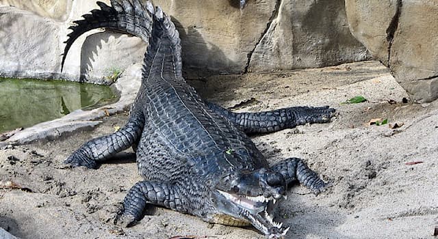 natura Pytanie-Ciekawostka: Jaka jest różnica pomiędzy krokodylem a aligatorem?