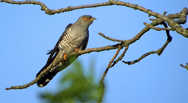 natura Pytanie-Ciekawostka: Jaki ptak jest pasożytem lęgowym?