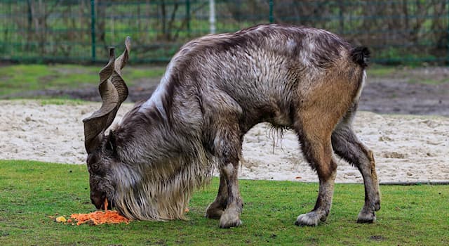 natura Pytanie-Ciekawostka: Jakie to zwierzę?