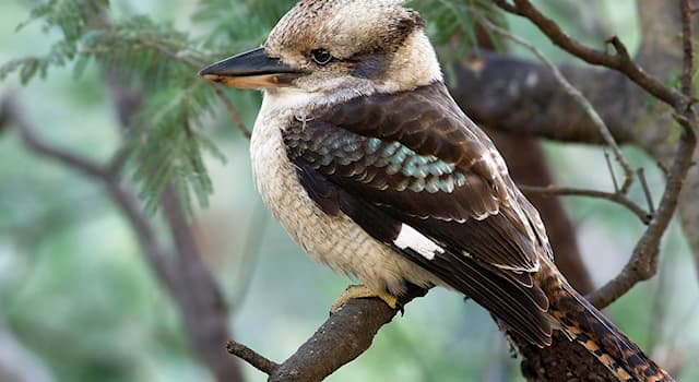 natura Pytanie-Ciekawostka: Które z wymienionych zwierząt jest stałocieplne?