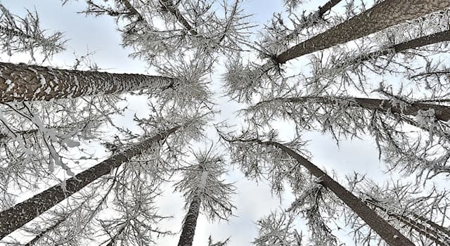 natura Pytanie-Ciekawostka: Które ze znanych gatunków drzew są bardzo płytko zakorzenione?