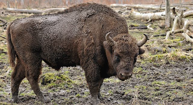 natura Pytanie-Ciekawostka: Który ssak żyjący w Polsce jest największy?