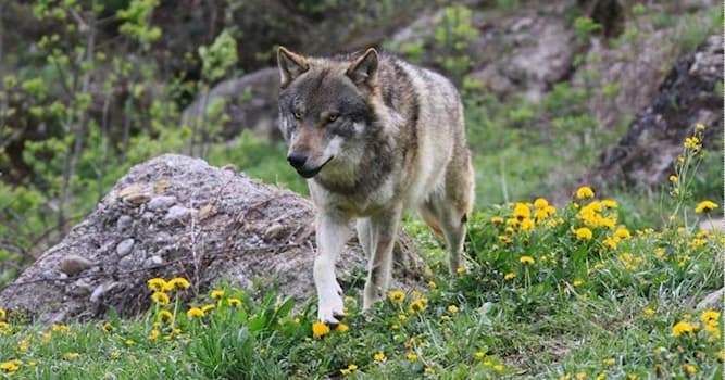 Nature Question: Lors de quelle décennie les loups ont fait leur retour en France ?