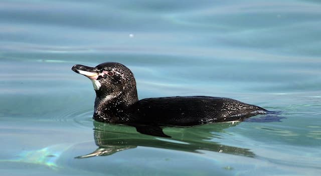 natura Pytanie-Ciekawostka: Na której półkuli żyją pingwiny?