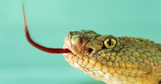 Почему змеи часто высовывают язык?