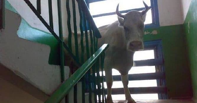 Природа Вопрос: Правда ли, что корова не может спуститься вниз по лестнице?