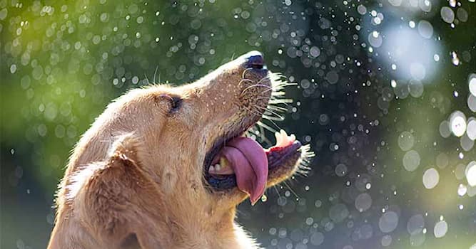Nature Question: Qu'est-ce qui permet aux chiens d'évacuer la chaleur ?