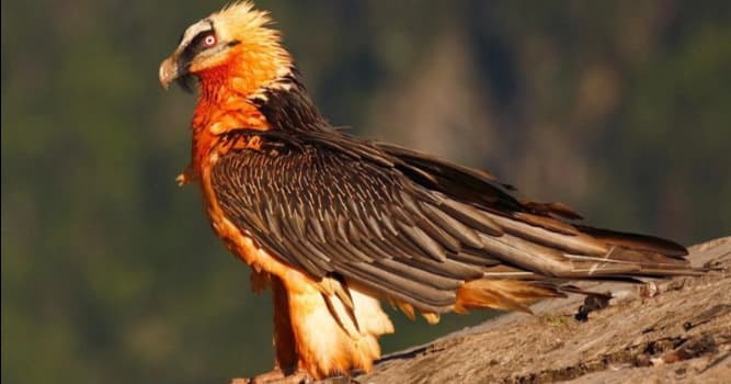 Natura Domande: Quale è l'uccello rapace più grande d'Europa?