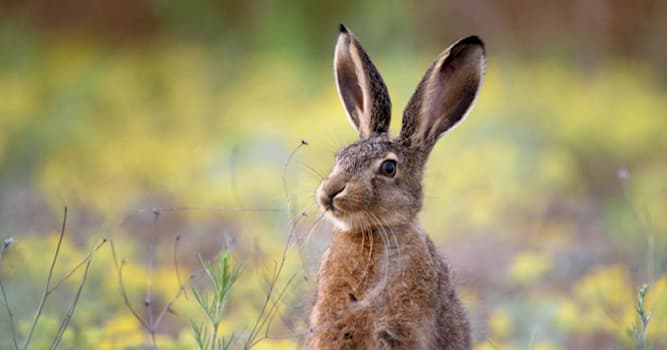 Natura Domande: Quale è una particolarità nell' alimentazione di lepri e conigli?